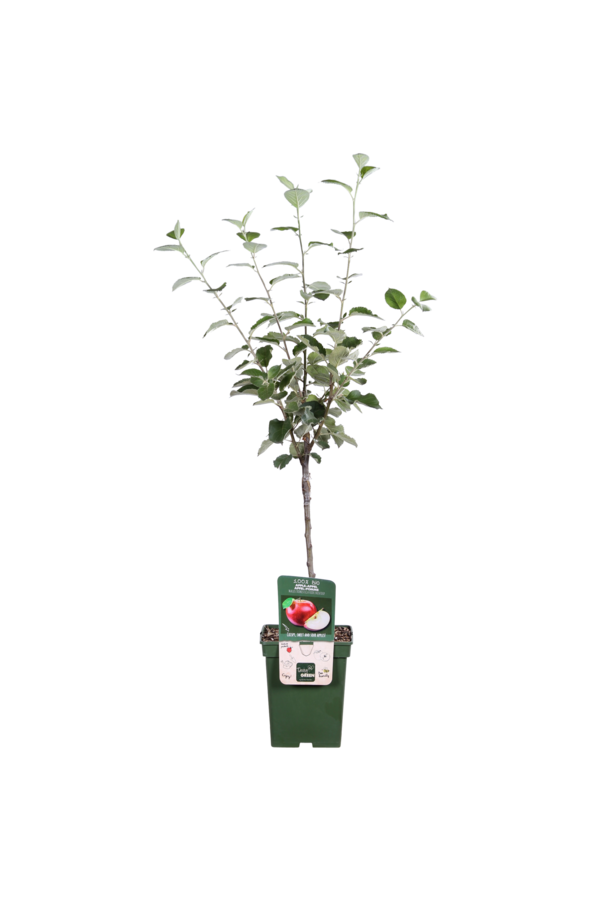 BIO Appelboom Malus Rode Boskoop