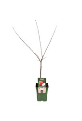 BIO Appelboom Malus Rode Boskoop