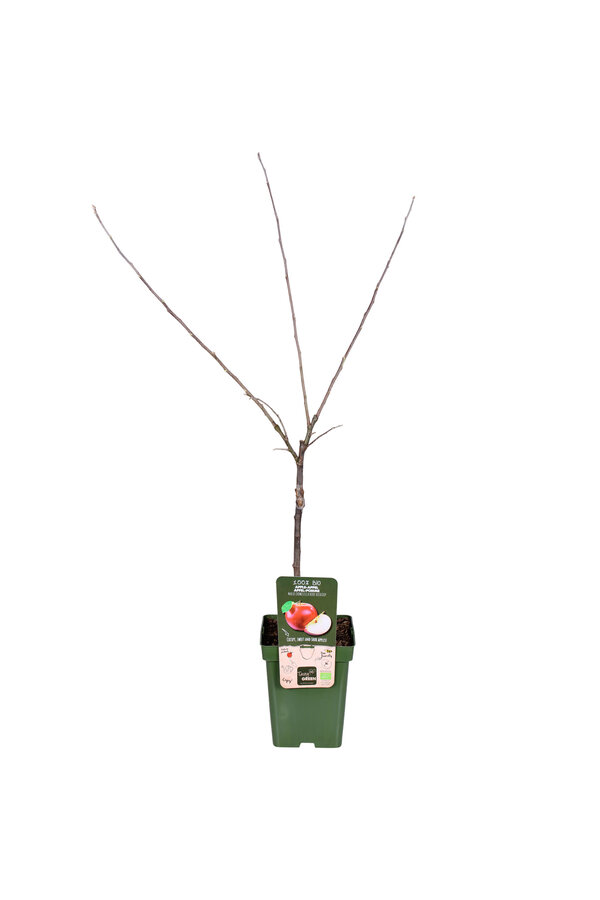 BIO Appelboom Malus Rode Boskoop