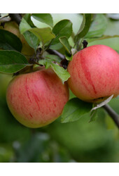BIO Appelboom Malus Rode Boskoop