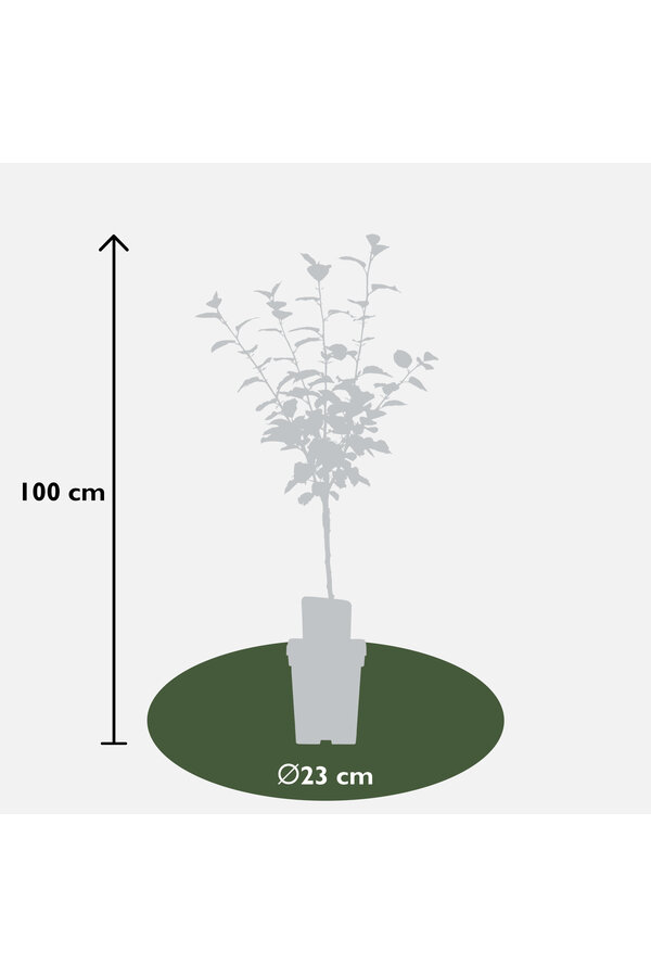 BIO Appelboom Malus Rode Boskoop