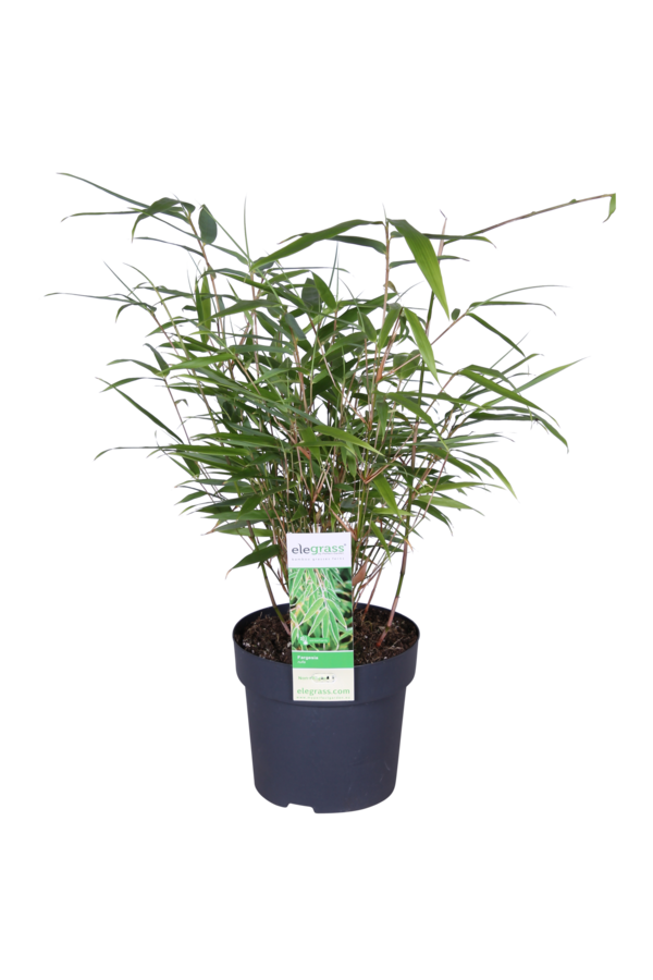 Bamboe Fargesia