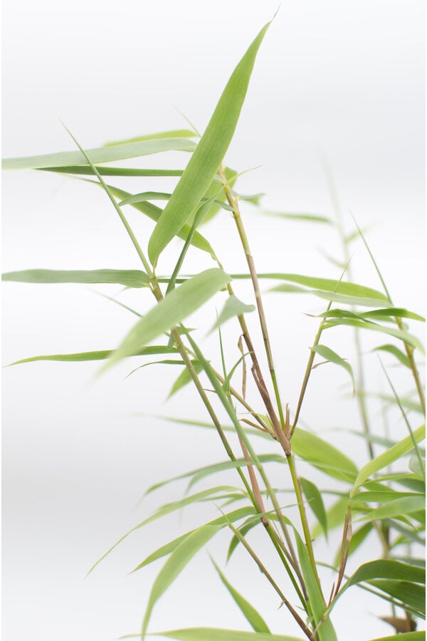 Bamboe Fargesia
