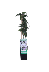 Clematis Persistante Armandii