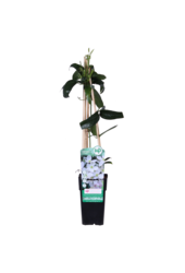 Clematis Persistante Armandii