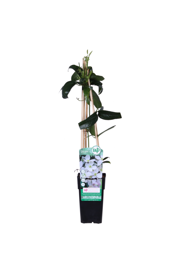 Clematis Persistante Armandii