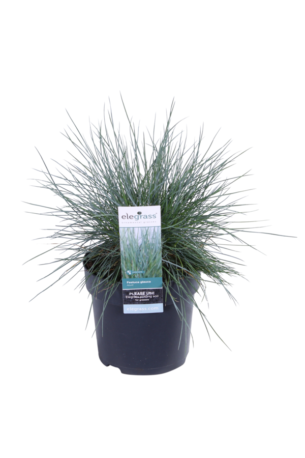 Blauw Schapengras Azura Blue®