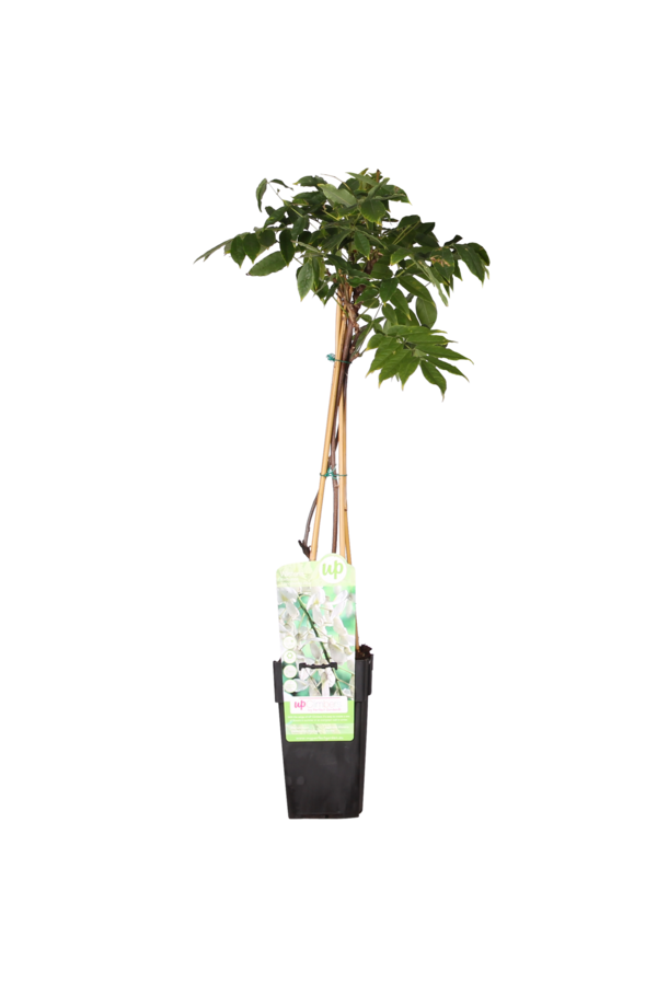 Wisteria Glycine Alba