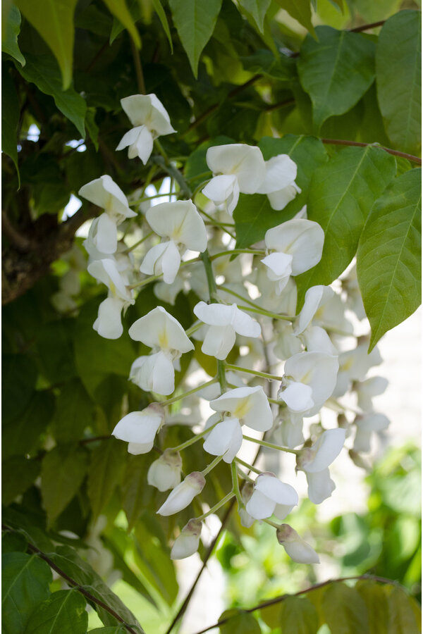 Wisteria Blauwe Regen Alba