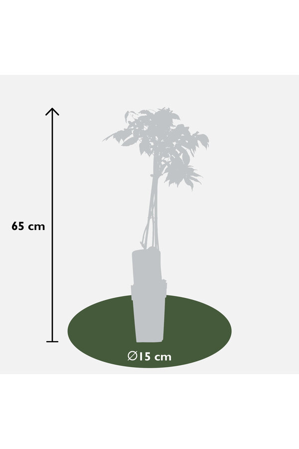 Wisteria Glycine Alba