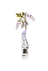 Wisteria Blauwe Regen Caroline