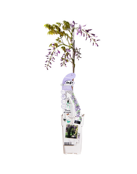Wisteria Blauwe Regen