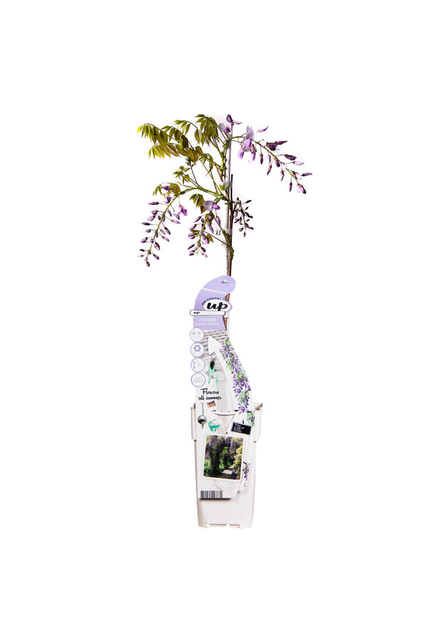 Wisteria Blauwe Regen Caroline