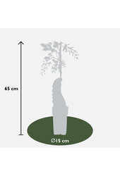 Wisteria Blauwe Regen Caroline