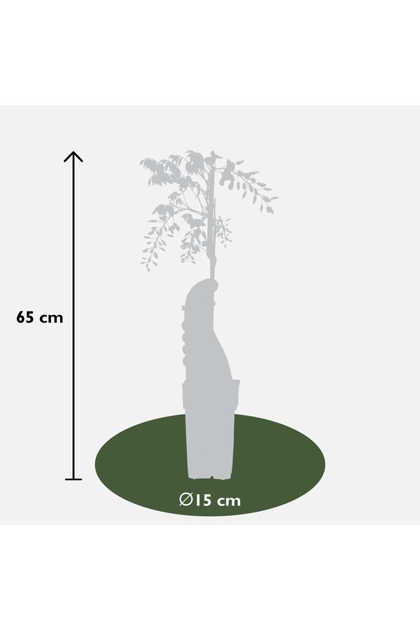 Wisteria Glycine Caroline