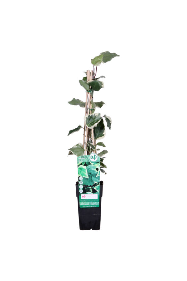 Lierre Panaché Gloire De Maren