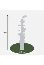 Lierre Panaché Gloire De Maren