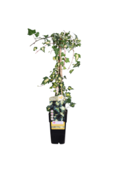 Lierre Panaché Goldheart