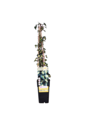 Bonte Klimop Goldheart