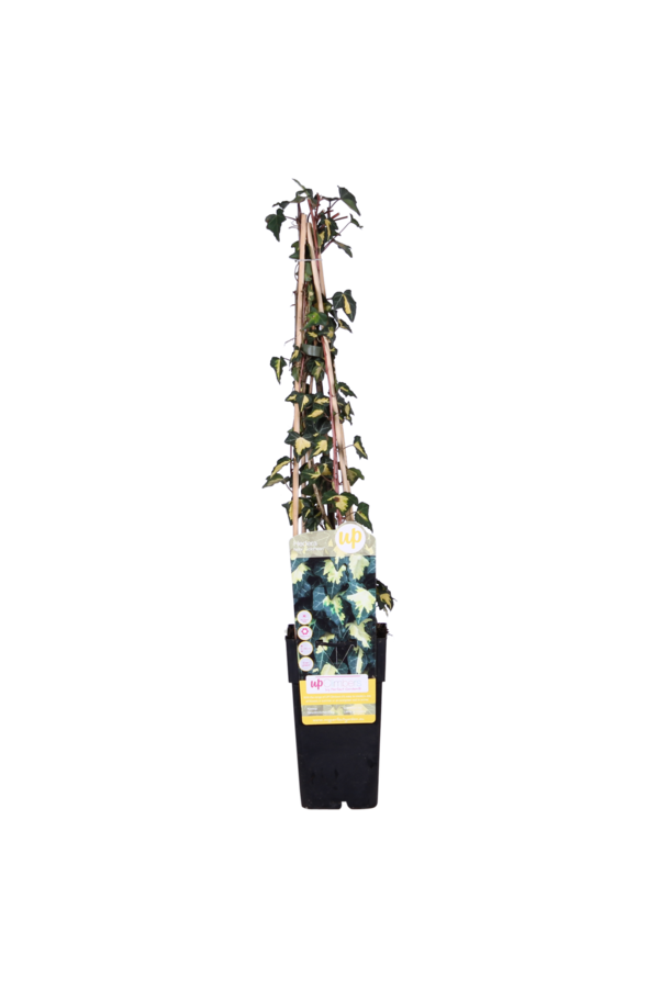 Lierre Panaché Goldheart