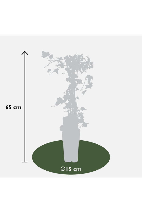 Lierre Panaché Goldheart