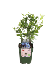 Myrtille BIO Brigitta Blue