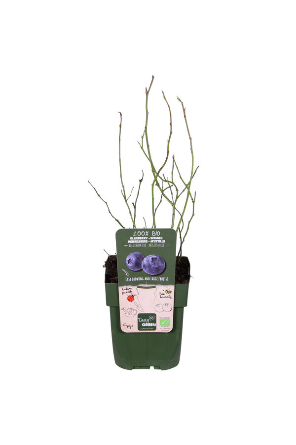 Myrtille BIO Brigitta Blue