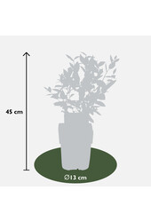 Myrtille BIO Brigitta Blue