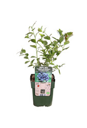 BIO Bosbes Reka