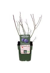 BIO Bosbes Reka