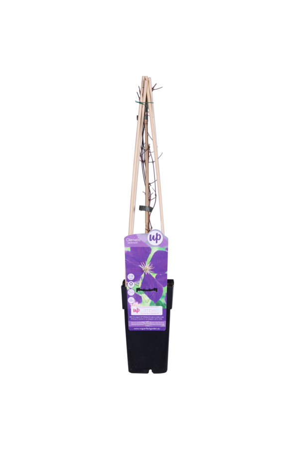 Clematis Bosrank Jackmanii