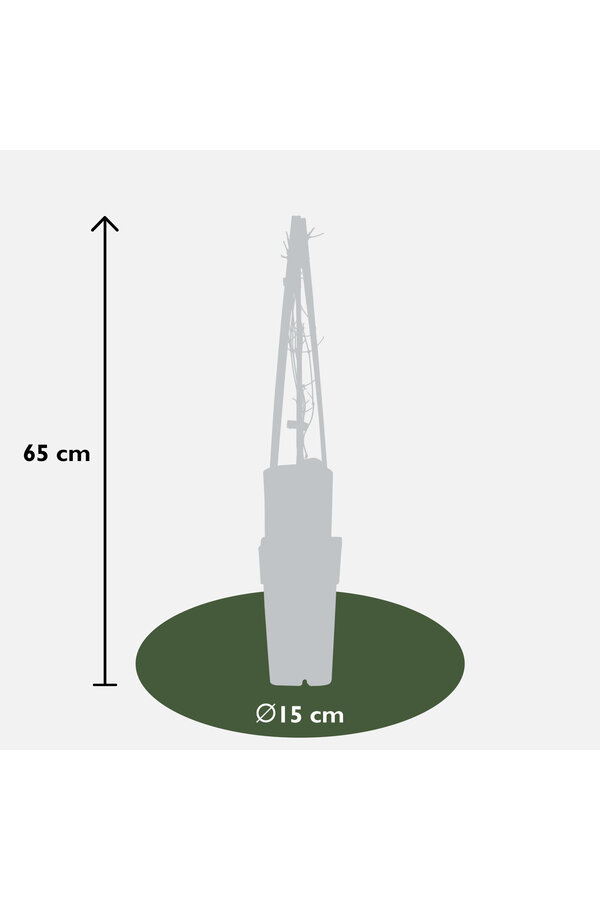 Clematis Bosrank Jackmanii