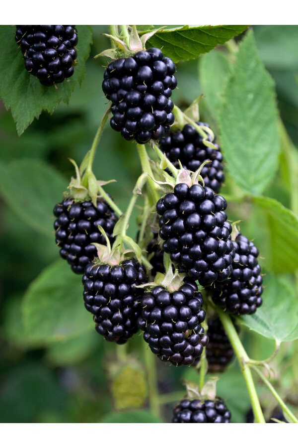 Mûre Noire