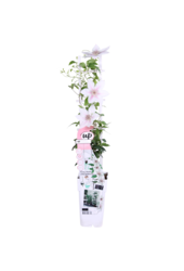 Doorbloeiende Bosrank Corinne™