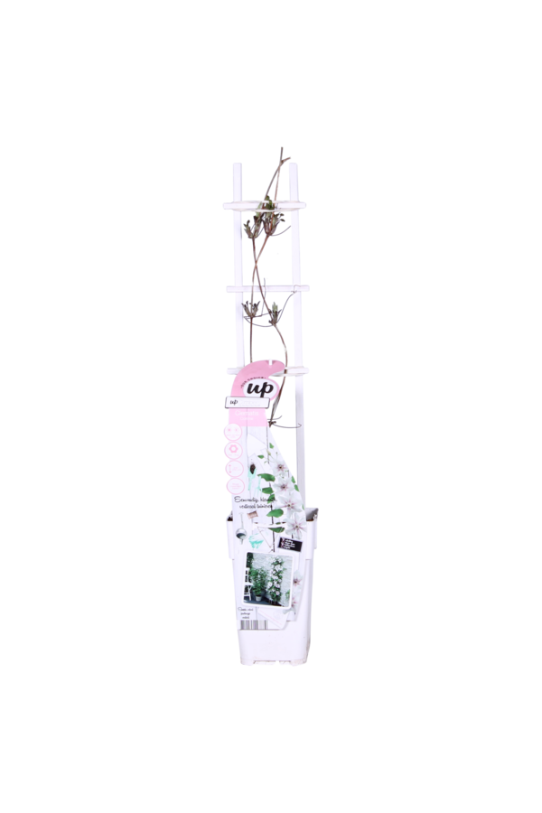 Doorbloeiende Bosrank Corinne™