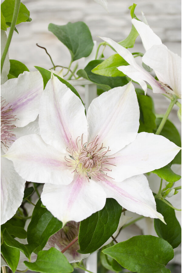 Doorbloeiende Bosrank Corinne™