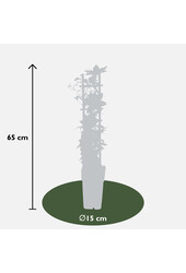 Clématite à floraison continue Corinne™