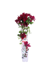 Clématite à floraison continue Nubia™