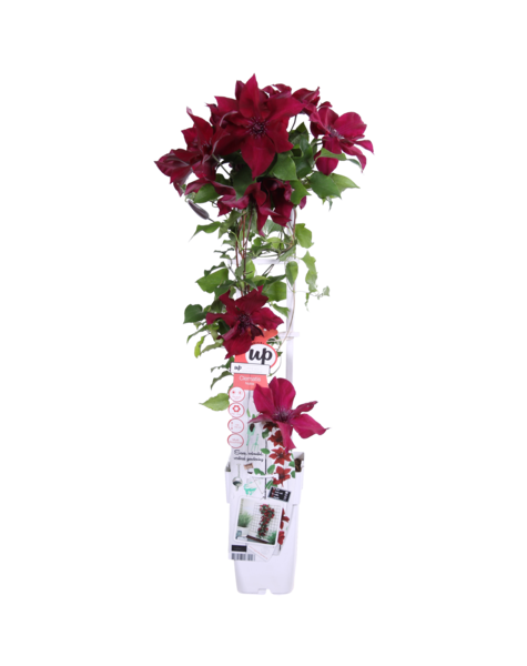 Clématite à floraison continue