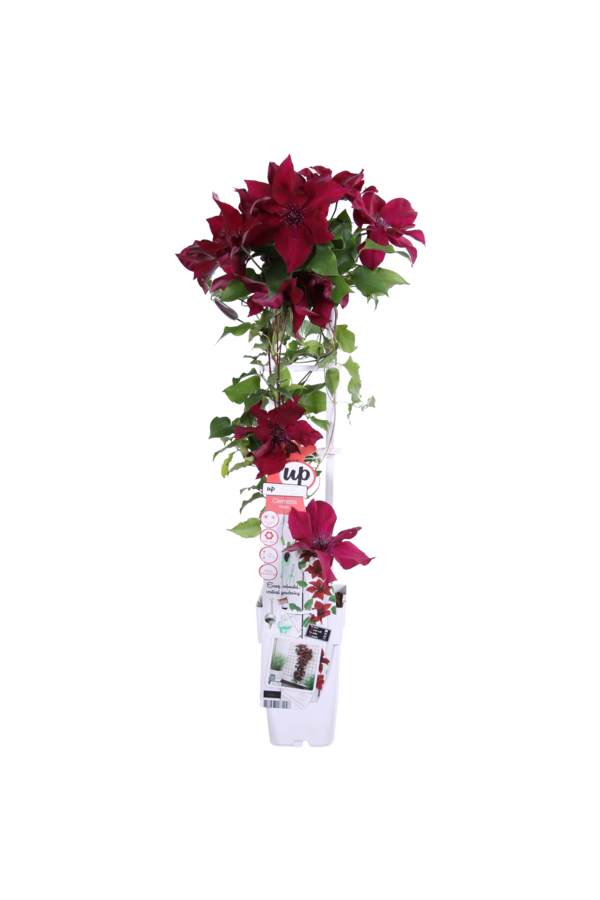 Clématite à floraison continue Nubia™