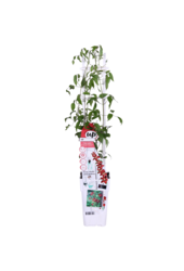 Doorbloeiende Bosrank Nubia™