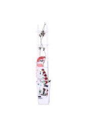 Doorbloeiende Bosrank Nubia™