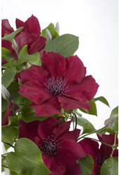 Clématite à floraison continue Nubia™