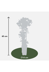 Clématite à floraison continue Nubia™
