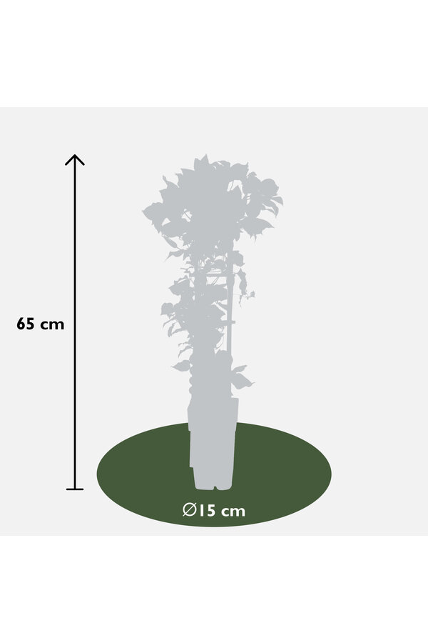 Clématite à floraison continue Nubia™