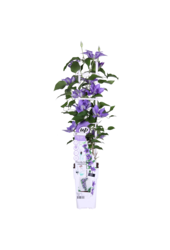 Clématite à floraison continue Olympia™