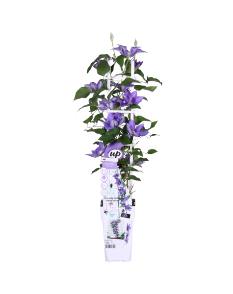 Clématite à floraison continue