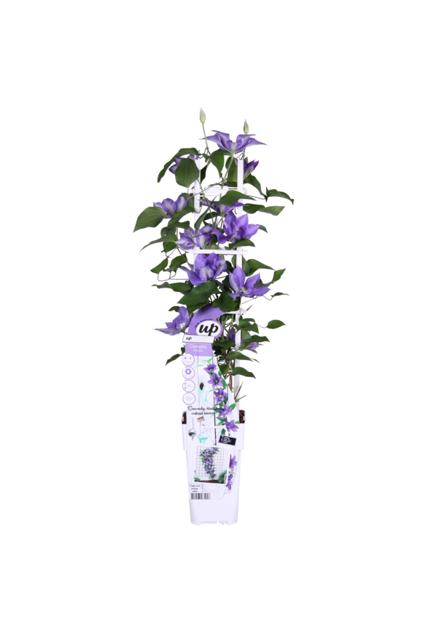 Clématite à floraison continue Olympia™