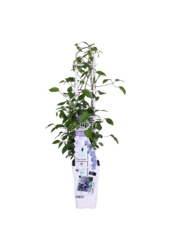 Clématite à floraison continue Olympia™