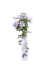 Clématite à floraison continue Samaritan Jo™